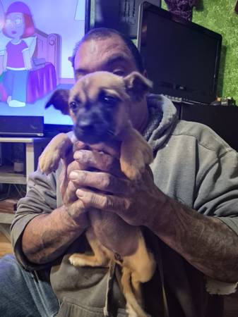 Puppies for new homes 1