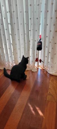 Main Coone Cat | 2 Y/O (Snoqualmie)63942501590403121