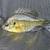 Bluegill Juveniles 2 thumbnail