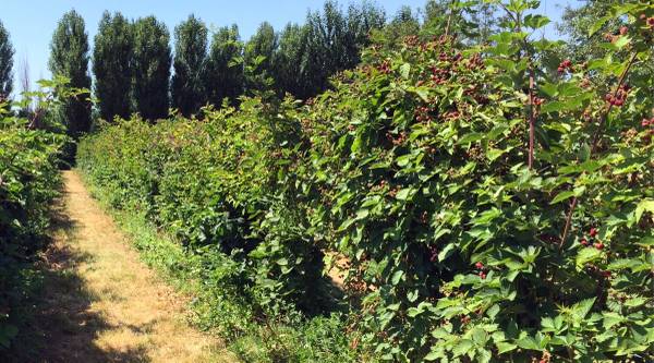 free blackberries 1