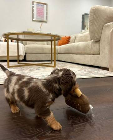 Registered Terrier Dachshund  1