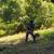 Tree work property clearing STUMP GRINDING, CHIPPING, firewood splitting weed wh 14 thumbnail