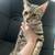 Bengal 17 thumbnail