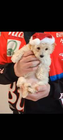 Clear color malte pooo 1