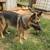German Shepherds free to good home 4 thumbnail