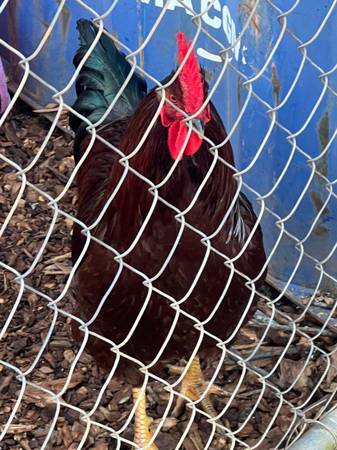 Rhoad island red roosters 1