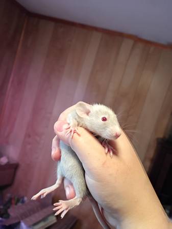 Pet rats (Fyffe)63940593266435123