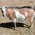 ADGA Nigerian Dwarf Does & Homemade Natural Goats Milk Soap 1 thumbnail