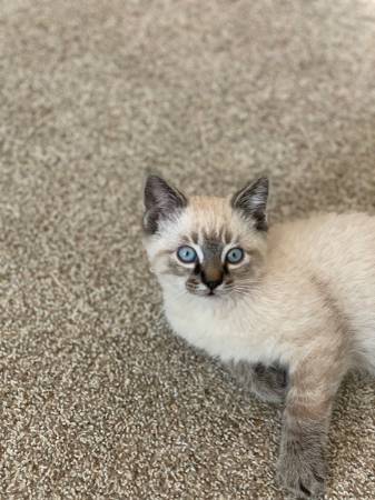 Beautiful Lynx Point Kitten (Brighton)63921242060674120