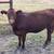 Replacement Heifers 5 thumbnail