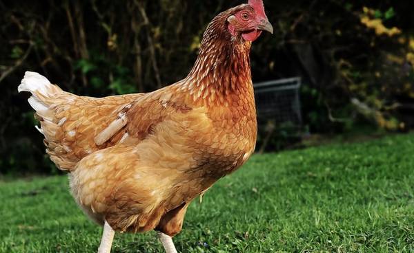 Cinnamon Queen Hens 1