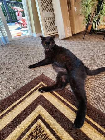 FOUND...FRIENDLY BLACK MALE CAT (Bothell)63800627075075120