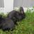 8 lop Rex new Zealand mix males 10 thumbnail