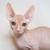 Sphynx kittens 21 thumbnail