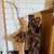24"Asian Elder Figure + Woven Vase with Wooden Flowers & Reeds 1 thumbnail