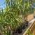 Yucca plants 2 thumbnail