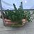 Jelly bean succulents in a pretty terracotta pot 5 thumbnail