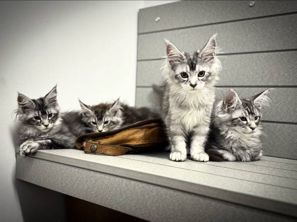 Maine Coon kittens (Duluth)63881506249859120