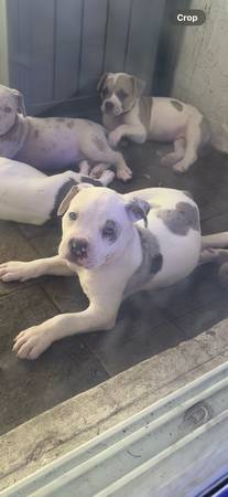 BULLY AMERICANO XL GRATIS BULLIE (Miami Gardens)63685532896513121
