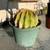 Cactus Variety For Sale 10 thumbnail