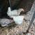 Oliver Egger/Easter Egger hens and roosters 4 thumbnail