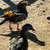Mandarin Ducks 11 thumbnail