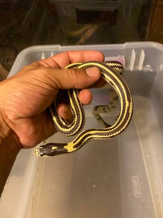 Cali kingsnake (South El Monte)63829968571777121