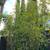 20 feet tall bamboo tree for shade 1 thumbnail