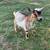 Nigerian Dwarf goats 12 thumbnail