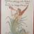 Antique print, Kniphofia, artist Walter Crane 3 thumbnail