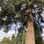 🌳 WILLAMETTE VALLEY TREE SERVICE AND MORE — FREE ESTIMATES! 🌳 3 thumbnail