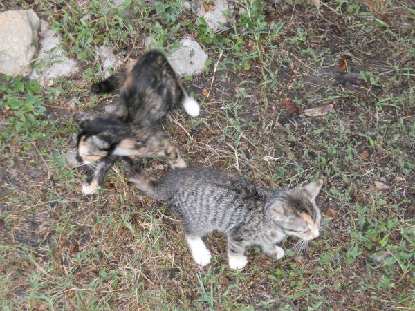 free 2 female calico kittens, 1 gray tabby / 1 orange tabby-boy 78944 (Industry)63839342902273122