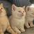 Free Kittens 1 thumbnail