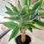 Healthy plant in a large pot 1 thumbnail