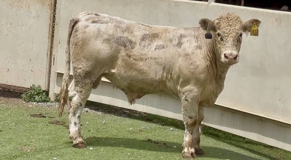 Charolais Bull Sale or Lease 1