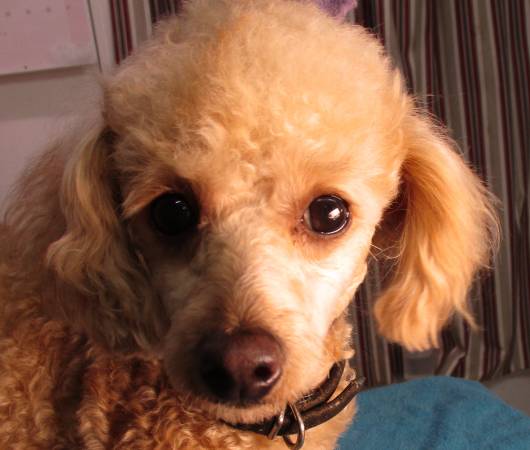 PUDÚ DE COLOR DAMASCO (santa rosa)63874129996929121