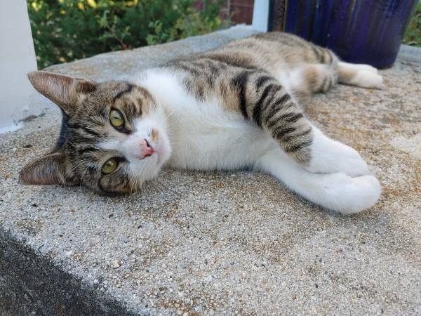 Rehoming of Sweet Stray Male Cat (Wynola)63841745091331120
