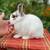 Young Netherland dwarf rabbits 4 thumbnail