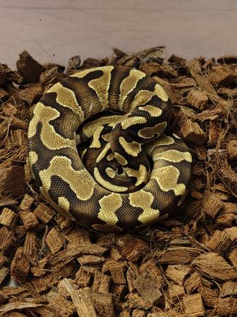 Pastel ball python 1