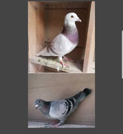 Pair of Young 2025 Racing Homing Pigeons - Silver M & Blue Check F 1