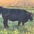 Five Simmental/Angus Bred Heifers and Simmental Bull 2 thumbnail