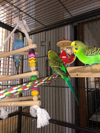 Budgies need loving homes - please adopt! Rescues are full! (concord / pleasant hill / martinez)63941865199746124