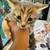 Beautiful kittens 12 thumbnail