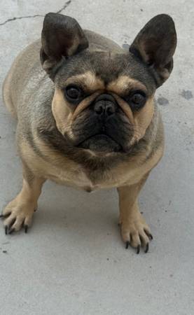 Rehoming a Frenchie girl (Aliante)63860183113473122