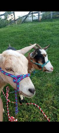 Nigerian Dwarf Goat - Proven Breeding Doe & Baby (Must Go Together) 1