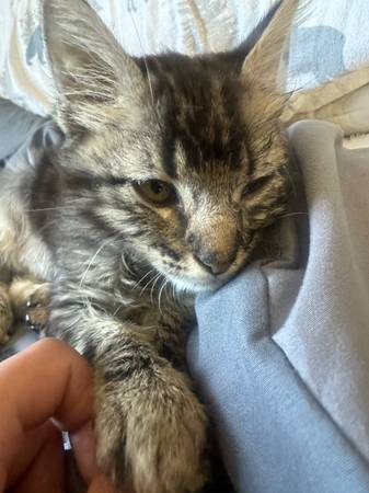 Tabby kitten (Las Vegas)63907417337346124