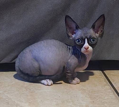 Hairless Cat 1