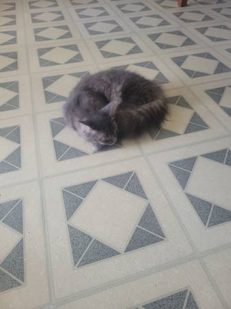 Cats (Starke)63993131737475120
