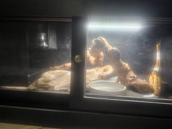 Pie bald python 1