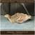 Started Pullets, Female Chicks, Turkeys, Geese, Guineas 4 thumbnail